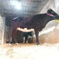 گاو دورگ گلپایگانی هفت ماه ونیم ابستن