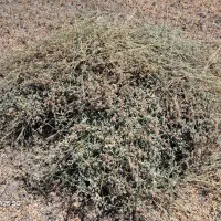 علوفه مخلوط