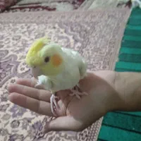 جوجه عروس تازه دونخور|پرنده|کرج, کوی مهر|دیوار