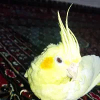 عروس هلندی پرنده|پرنده|همدان, |دیوار