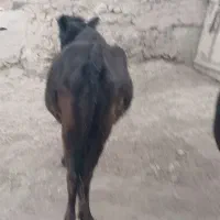 گاو ابستن محلی|حیوانات مزرعه|ماهنشان, |دیوار