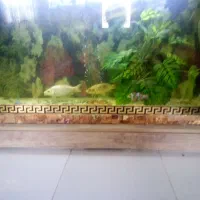 آکواریوم|ماهی|پرند, فاز ۳|دیوار