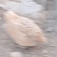 بلدرچین