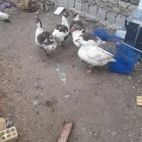 غاز‌|حیوانات مزرعه|الیگودرز, |دیوار