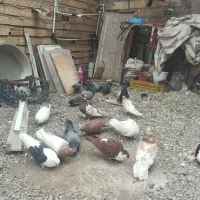 کفتر فروشی