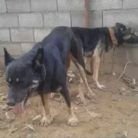 سگ ژرمن فقط 1200