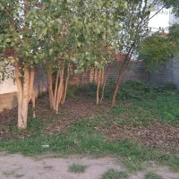 فروش درخت سر زمین