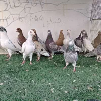 کبوتر رنگی نقش کبوتر پرشی کبوتر پلاکی وکشتنی