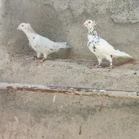 کفتر کبوتر نروماده هفت‌رنگ کاکلی