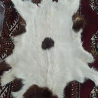 پوست گوسفند و گاو|صنایع دستی و سایر لوازم تزئینی|آق قلا, |دیوار