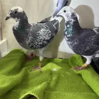 پلنگ سبز خوشگل|پرنده|عطاملک, |دیوار