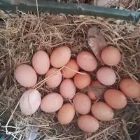 تخم مرغ