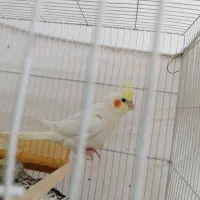 جوجه عروس هلندی دون خور رام جفت مولدتضمینی|پرنده|کرمان, |دیوار