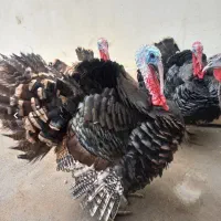 بوقلمون برنز نر