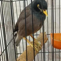 پرنده مینا سخنگو