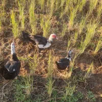 اردک اسرائلی