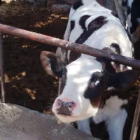 گوساله ماده اصیل