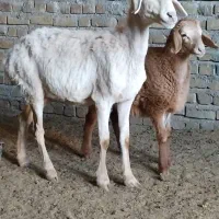 میش زاییده جوان