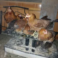 مرغتخم گزار و خروس|حیوانات مزرعه|جنت, |دیوار