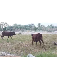 فروش گاو شیری