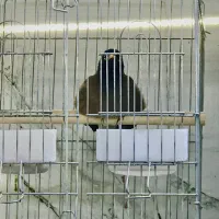 مرغ مینا|پرنده|قشم, |دیوار