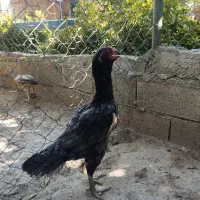 مرغ لاری طوس