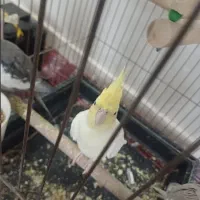 عروس هلندی لوتینو