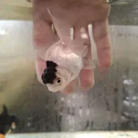 گلدفیش عروسکی خاص