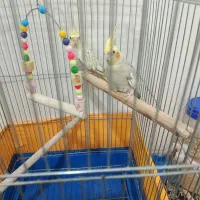 عروس هلندی|پرنده|کهک, |دیوار