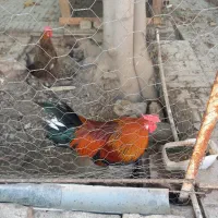 خروس گلین و مرغ محلی|حیوانات مزرعه|تاکستان, |دیوار