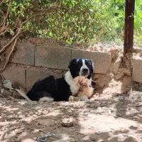 سگ ابلق