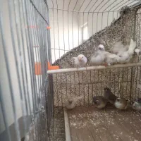 فنچ|پرنده|فولادشهر, A4|دیوار