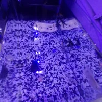 آکواریوم با تمام امکانات و ماهی|ماهی|رشت, حسین آباد|دیوار