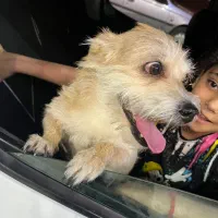 سگ گمشده|حیوانات|آبادان, |دیوار