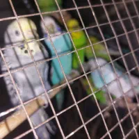 مرغ عشق معاوضه