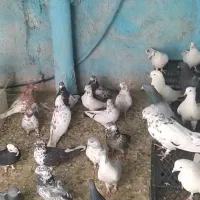 کبوتر کاشانی هستند