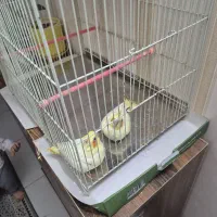 جوجه عروس هلندی لوتینو سرلاکی