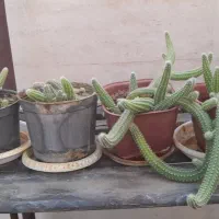 گل و گیاه خانگی و ارزان|گل و گیاه طبیعی|سبزوار, امیر کبیر|دیوار