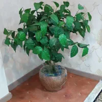 گل مصنوعی|گل مصنوعی|اهواز, کیان اباد|دیوار