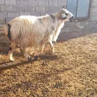 فروش یک راس قوچ داشتی