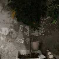 گل شفلرا و گلدان|گل و گیاه طبیعی|رشت, شالکو|دیوار