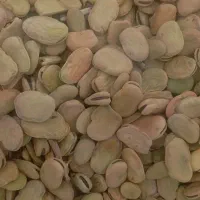 باقله درجه یک برناج