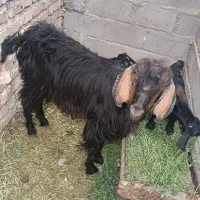 دو عدد بز کوهی از بهشت زهرا ایرانشهر گم شده