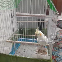 عروس هلندی ۳ماهه|پرنده|ری, علایین|دیوار