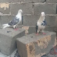 کبوتر