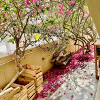 اجاره خانه مبله شیک در شهرک صدف کیش|اجارهٔ کوتاه‌مدت آپارتمان و سوئیت|کیش, |دیوار