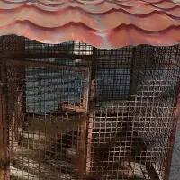 قفس و لانه حیوانات