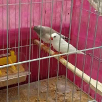 جفت فنچ مولد زبرا