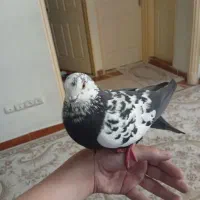 کفتر دستی|پرنده|تهران, مشیریه|دیوار