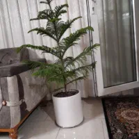 کاج طعبیی  با گلدان سفالی بسیار زیبا